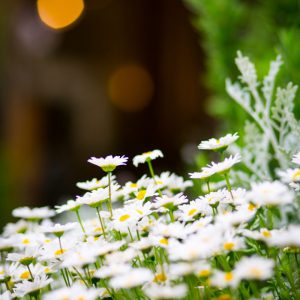 photo_gallery_pickup_014