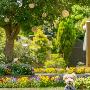 photo_gallery_scene_033