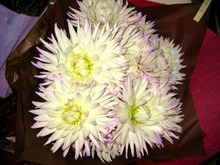 $エスポワールのスタッフブログ