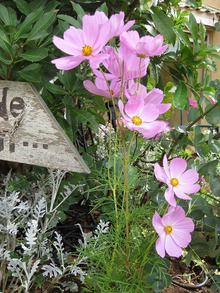 $エスポワールのスタッフブログ