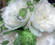 エスポワールのスタッフブログ