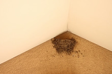 $エスポワールのスタッフブログ