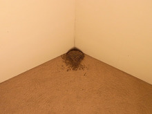 $～ウェディングスタッフ日記～　エスポワール