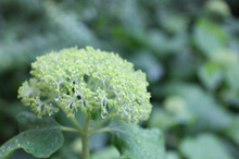 $～ウェディングスタッフ日記～　エスポワール