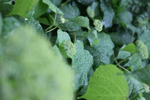 $～ウェディングスタッフ日記～　エスポワール