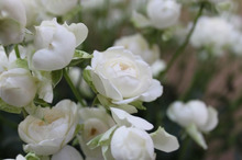 ～ウェディングスタッフ日記～　エスポワール