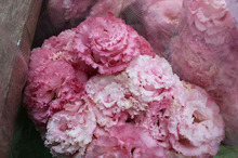 $～ウェディングスタッフ日記～　エスポワール