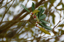 ～ウェディングスタッフ日記～　エスポワール