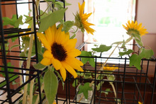 $～ウェディングスタッフ日記～　エスポワール