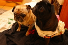 $～ウェディングスタッフ日記～　エスポワール