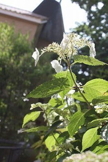 $～ウェディングスタッフ日記～　エスポワール