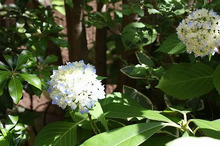 $～ウェディングスタッフ日記～　エスポワール