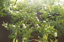 $～ウェディングスタッフ日記～　エスポワール